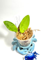 Hoya illagorium x aff benguetensis - Unrooted