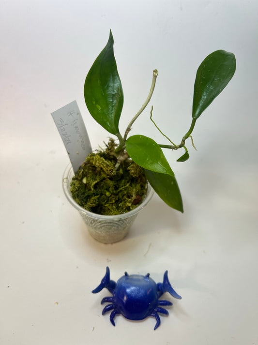 Hoya limoniaca  - has some roots