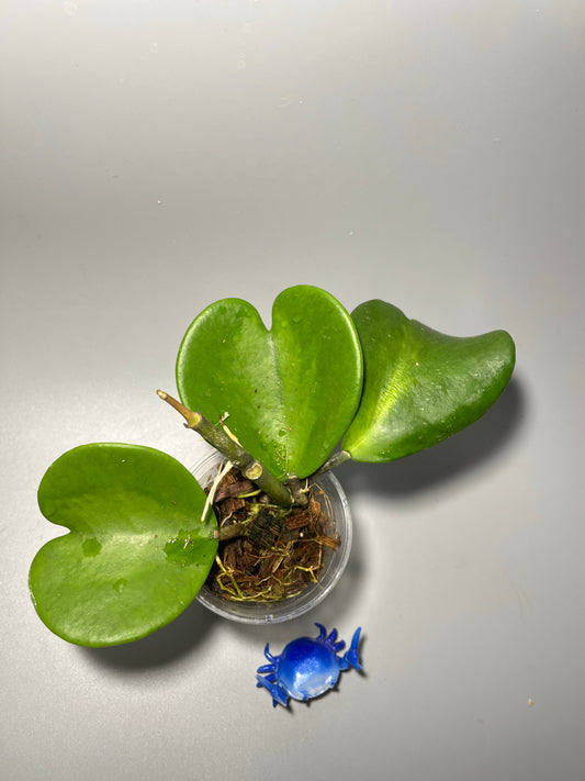 Free addon - Hoya kerrii - has roots