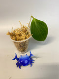 Hoya nicholsoniae - has some roots
