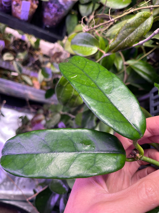 Hoya globulosa - Unrooted