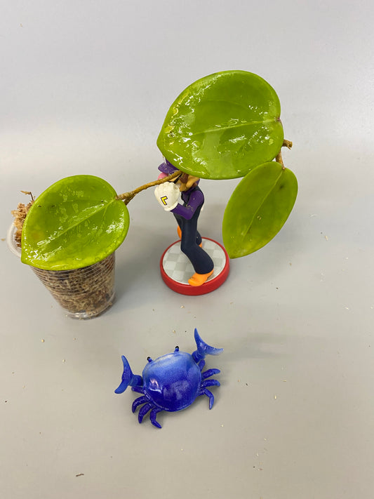 Hoya BP02 - unrooted