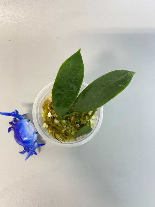 Hoya thomsonii - active growth