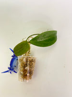 Hoya merrillii long leaf - Unrooted