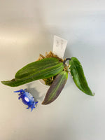 Reserved for Myanh - Hoya bordenii - rooted