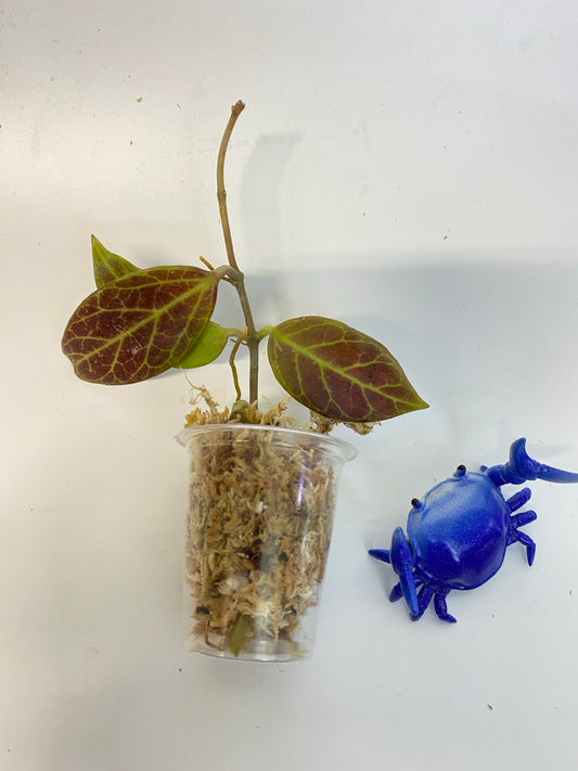 Hoya cv sunrise - Unrooted