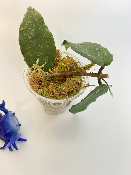Hoya caudata big green leaf - active growth