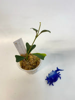 Hoya manipurensis - Starting to root.