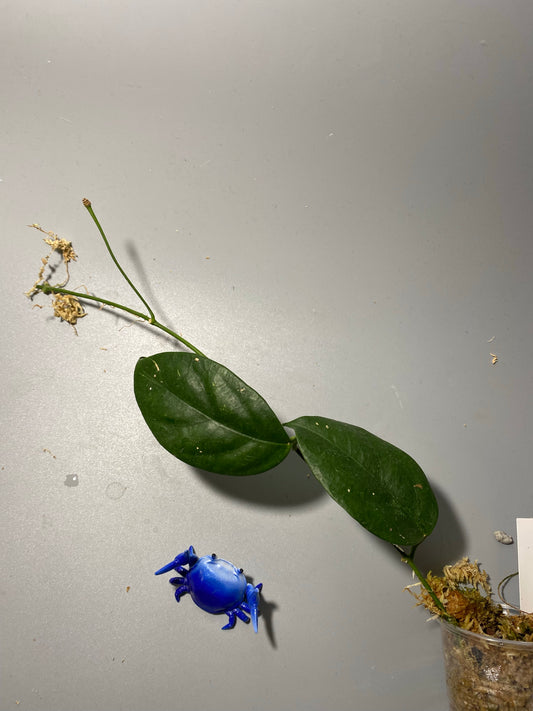 Hoya chewiorum - has some roots with peduncle