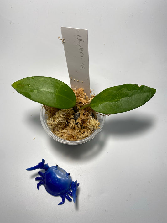 Hoya elliptica small leaf - Unrooted