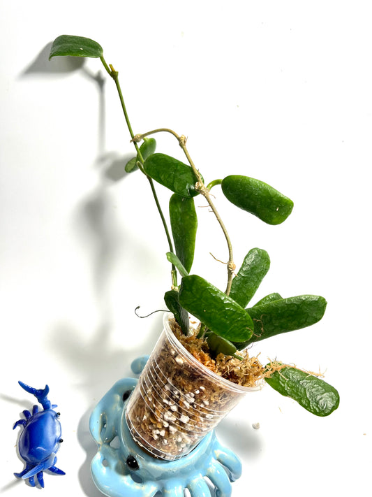 Hoya rotundiflora - Unrooted