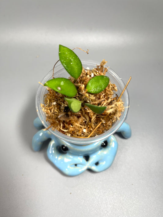 Hoya cupula - starting to root
