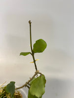 Reserved for Zuleica - Hoya kanyakumariana - active growth
