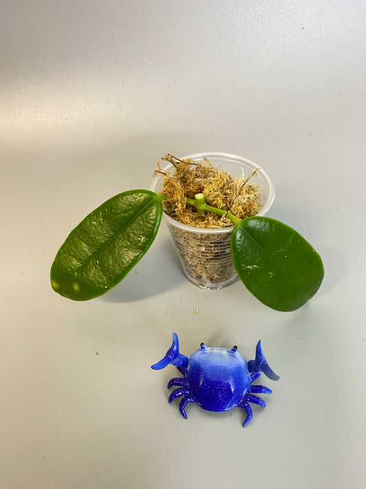 Hoya coronaria red - Unrooted