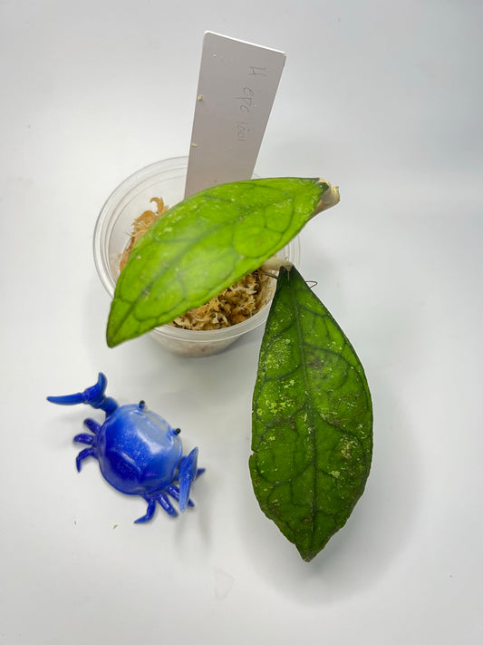 Hoya EPC 1001 (finlaysonii x meredithii) - Unrooted