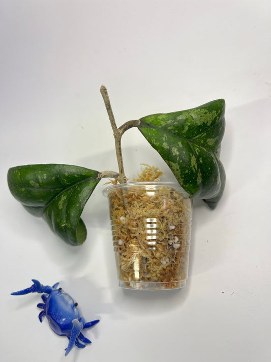 Hoya rb dick with splash - EPC 196 - Unrooted