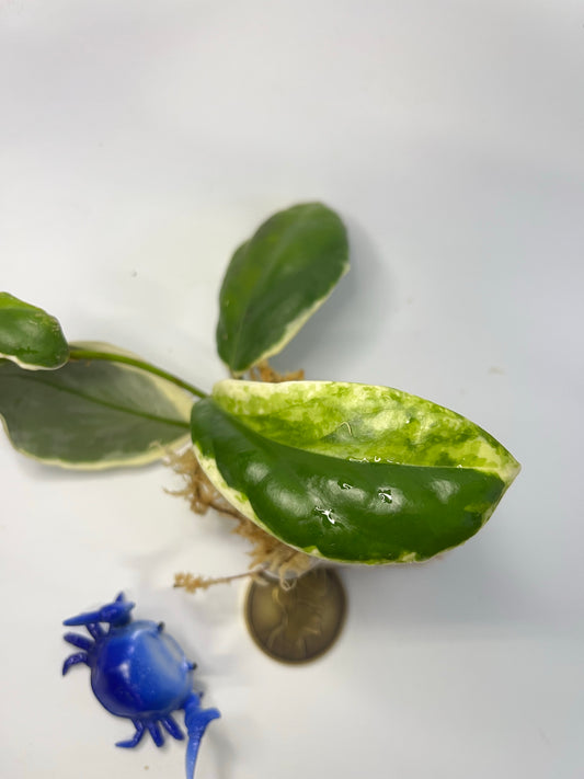 Hoya incrassata albomarginata / ‘eclipse’ - unrooted