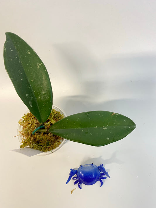 Hoya AH-074 reverted - has roots