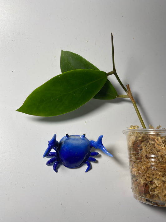 Hoya elmeri - Unrooted - free addon