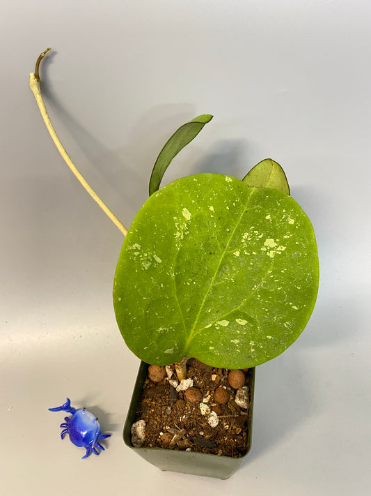 Reserved for Kimberlee - Hoya Loyceandrewsiana - dinner plate with new growth