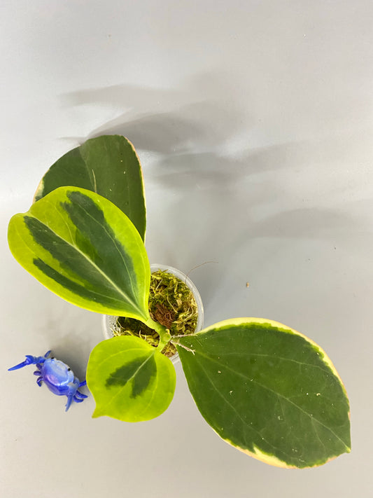 Hoya pachyclada outer variegation - active growth