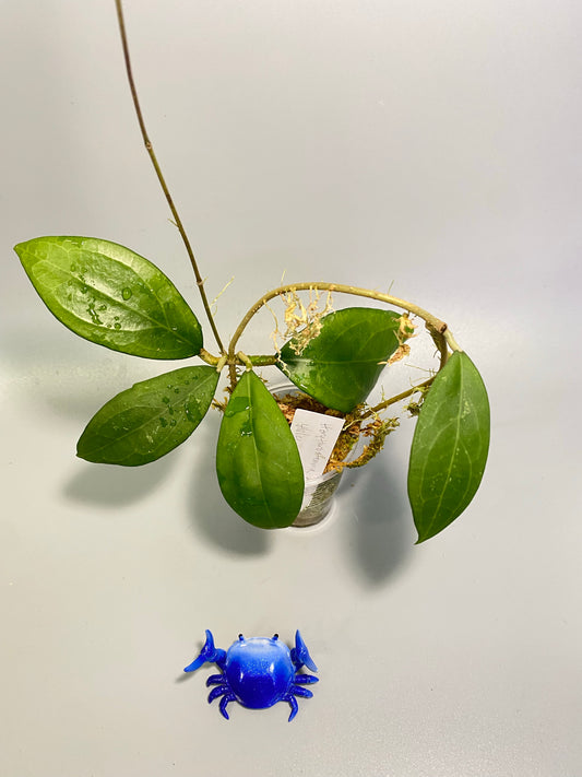 Hoya erythrostemma - big pink - active growth