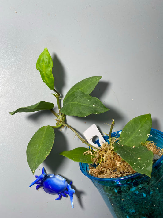 Hoya Patricia - Darwinii x Elliptica - new growth