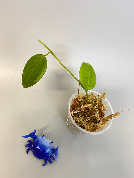 Hoya Genieve MB1141 - starting to root