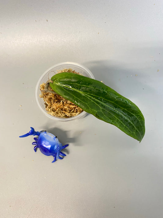 Hoya bordenii - unrooted