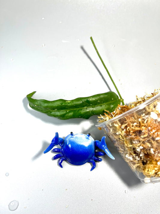 Hoya sabah GPS 7950 - Unrooted