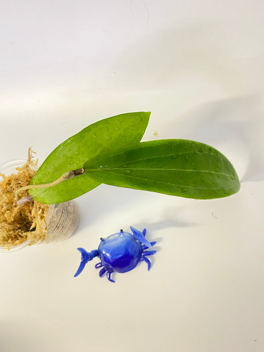 Hoya sp NR02 - unrooted