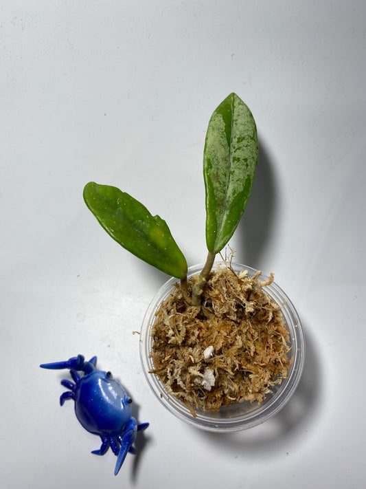 Hoya carnosa Wilbur graves NOID China - Unrooted