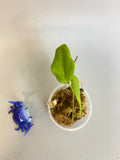 Hoya persicina - starting to root