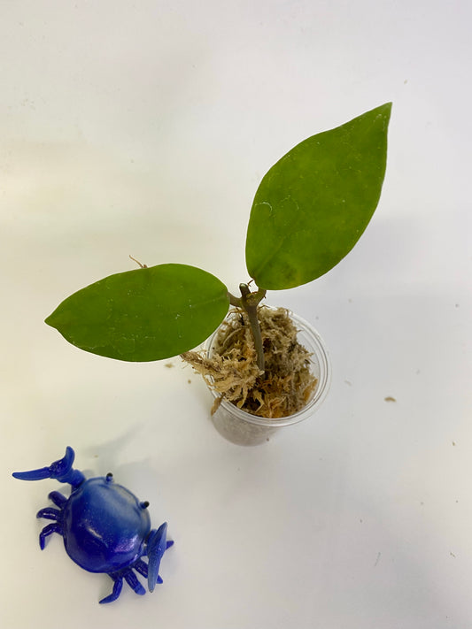 Hoya Patricia - Darwinii x Elliptica - unrooted