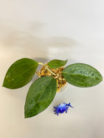 Hoya patcharawalai / Icensis - active growth