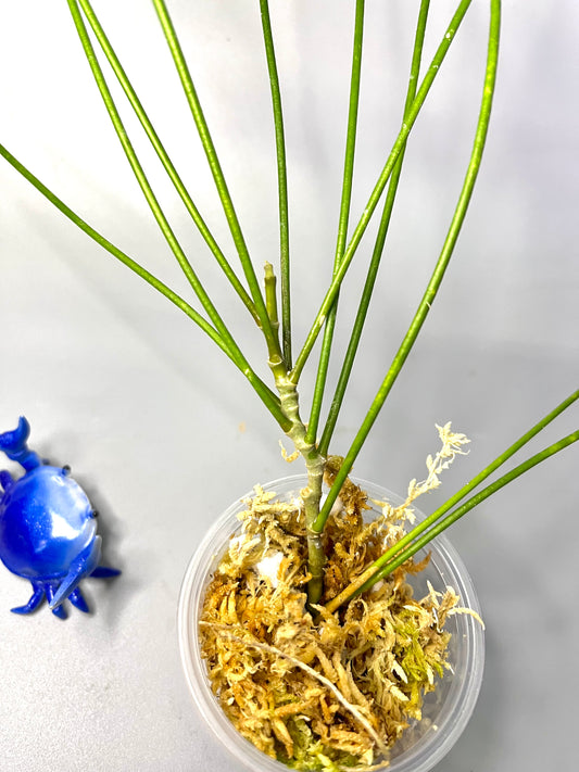 Hoya Spartioides - Unrooted