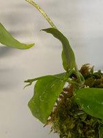 Hoya cagayanensis - new growth