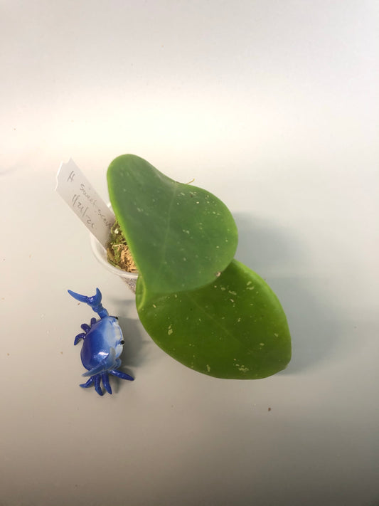 Hoya sweet scent - rooted