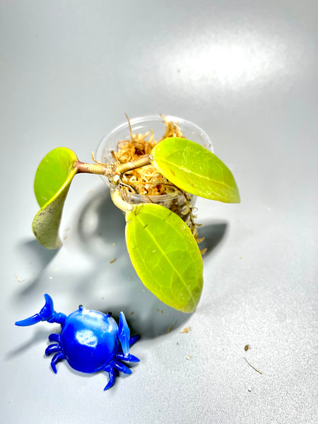 Hoya verticillata chompom - Unrooted