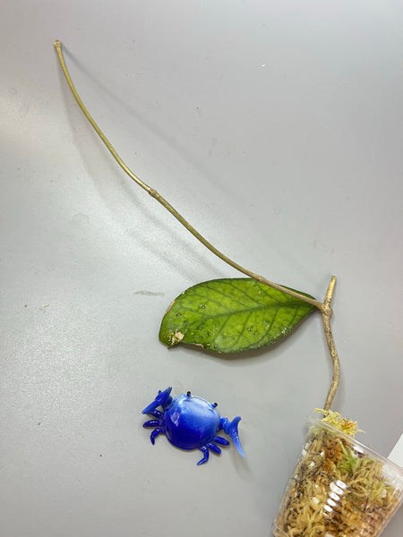 Hoya sp aceh  - Unrooted