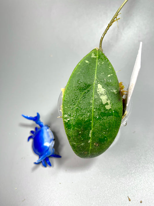 Hoya rintzii borneo - starting to root