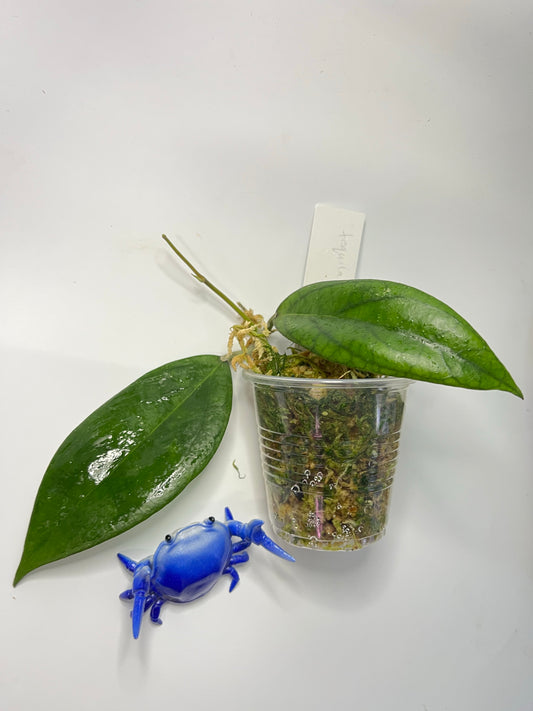 Hoya tequila sunrise - active growth