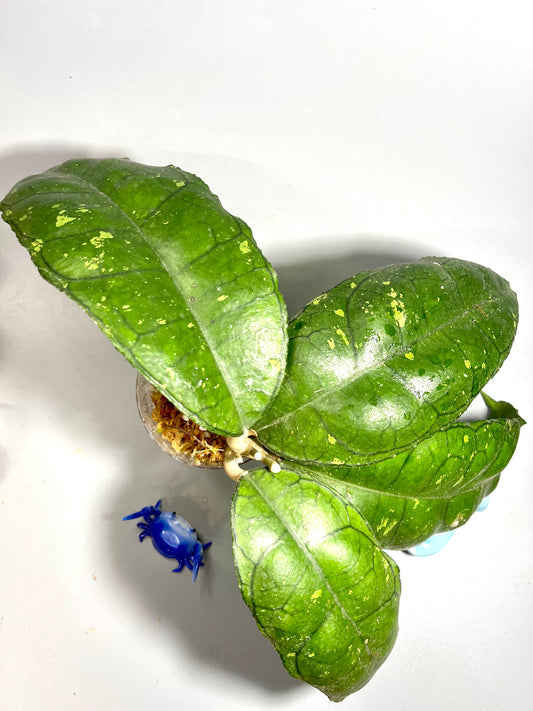 Hoya sp perak Malaysia - has some roots