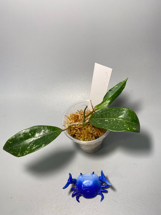 Hoya EPC 301 black leaf - active growth