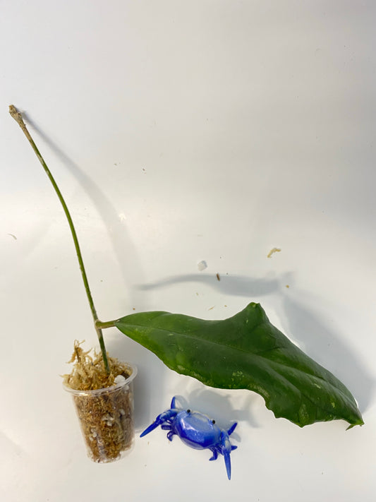 Hoya ranauensis - unrooted