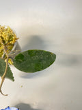 Hoya caudata Sumatra with new growth