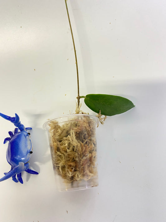 Hoya patella white - Unrooted - free add-on