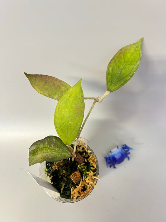 Hoya tequila sunrise - has roots