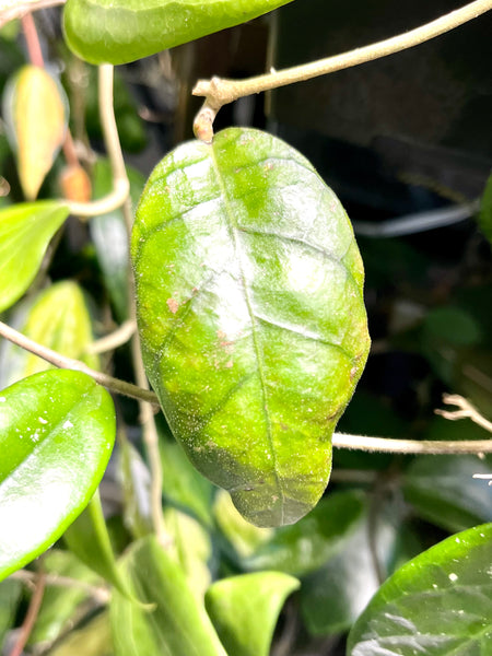 Hoya aff meredithii - fresh cut 1 node / 1 leaf - Unrooted