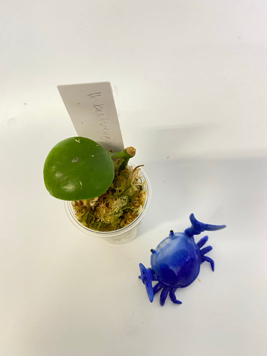 Hoya Kastbergii - has roots